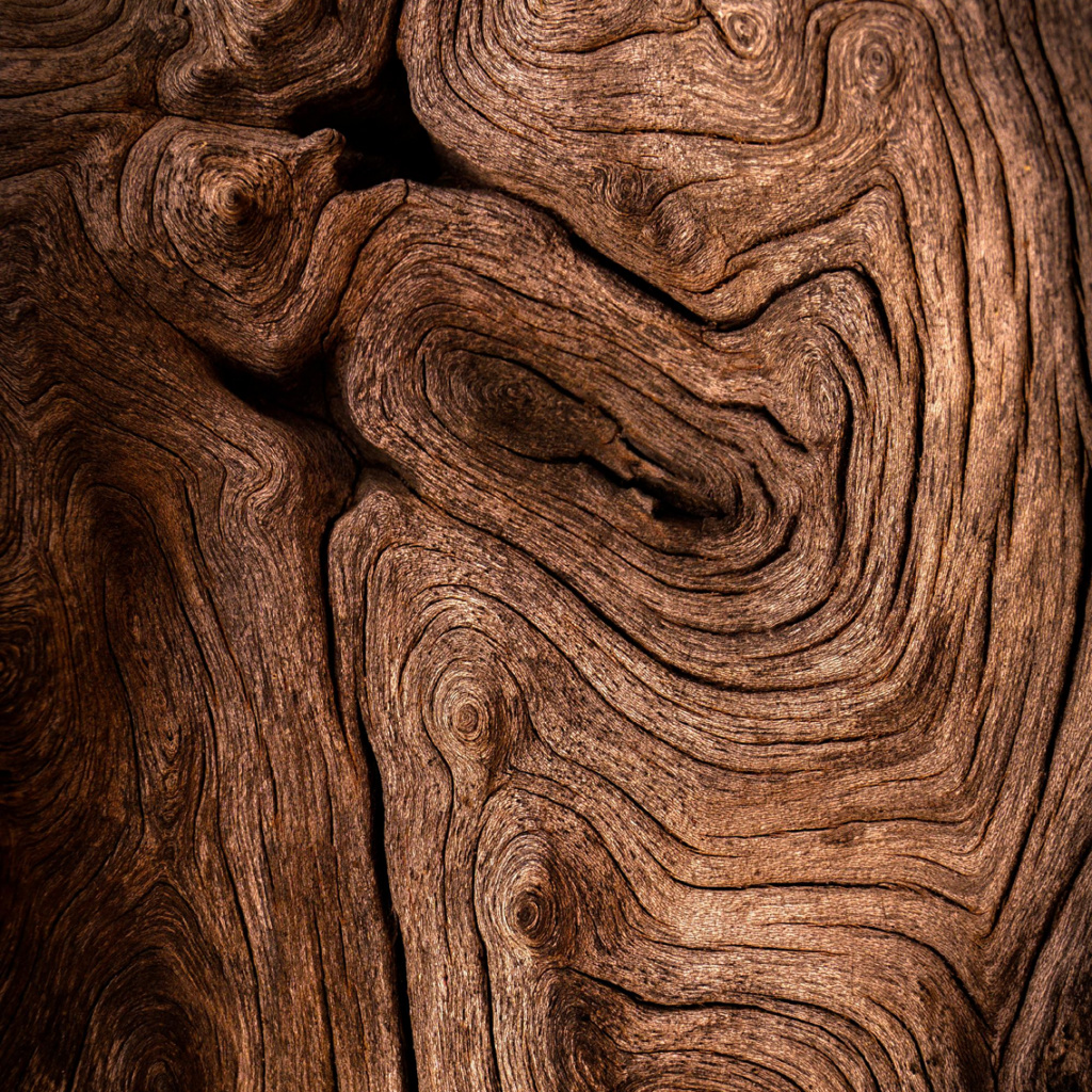 Dark Wood